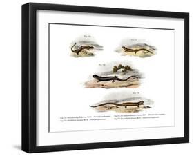 Redback Salamander-null-Framed Giclee Print