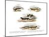 Redback Salamander-null-Mounted Giclee Print