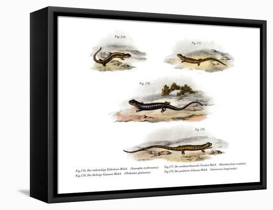 Redback Salamander-null-Framed Stretched Canvas