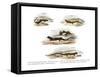 Redback Salamander-null-Framed Stretched Canvas