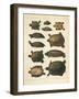Redbelly Turtle, Pseudemys Rubriventris, 1860-null-Framed Giclee Print