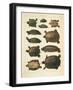 Redbelly Turtle, Pseudemys Rubriventris, 1860-null-Framed Giclee Print