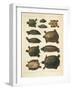 Redbelly Turtle, Pseudemys Rubriventris, 1860-null-Framed Giclee Print