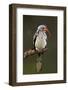 Redbilled Hornbill; Tockus Erythrorhynchus; South Africa-Johan Swanepoel-Framed Photographic Print