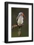 Redbilled Hornbill; Tockus Erythrorhynchus; South Africa-Johan Swanepoel-Framed Photographic Print