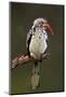 Redbilled Hornbill; Tockus Erythrorhynchus; South Africa-Johan Swanepoel-Mounted Photographic Print