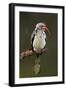 Redbilled Hornbill; Tockus Erythrorhynchus; South Africa-Johan Swanepoel-Framed Photographic Print