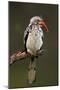 Redbilled Hornbill; Tockus Erythrorhynchus; South Africa-Johan Swanepoel-Mounted Photographic Print