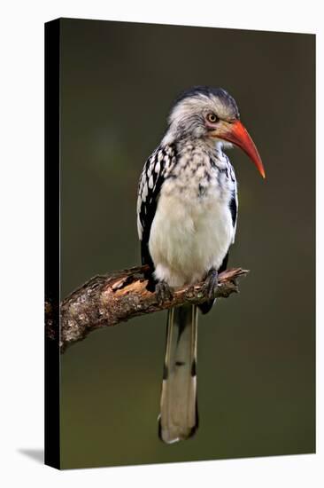 Redbilled Hornbill; Tockus Erythrorhynchus; South Africa-Johan Swanepoel-Stretched Canvas