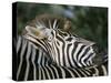 Redbilled Oxpecker on Burchell's Zebra, Kruger National Park, South Africa-Steve & Ann Toon-Stretched Canvas