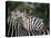 Redbilled Oxpecker on Burchell's Zebra, Kruger National Park, South Africa-Steve & Ann Toon-Stretched Canvas
