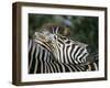 Redbilled Oxpecker on Burchell's Zebra, Kruger National Park, South Africa-Steve & Ann Toon-Framed Photographic Print