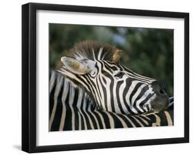 Redbilled Oxpecker on Burchell's Zebra, Kruger National Park, South Africa-Steve & Ann Toon-Framed Photographic Print