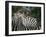 Redbilled Oxpecker on Burchell's Zebra, Kruger National Park, South Africa-Steve & Ann Toon-Framed Photographic Print