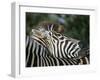 Redbilled Oxpecker on Burchell's Zebra, Kruger National Park, South Africa-Steve & Ann Toon-Framed Photographic Print