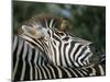 Redbilled Oxpecker on Burchell's Zebra, Kruger National Park, South Africa-Steve & Ann Toon-Mounted Photographic Print