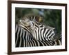 Redbilled Oxpecker on Burchell's Zebra, Kruger National Park, South Africa-Steve & Ann Toon-Framed Photographic Print