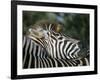 Redbilled Oxpecker on Burchell's Zebra, Kruger National Park, South Africa-Steve & Ann Toon-Framed Photographic Print