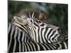 Redbilled Oxpecker on Burchell's Zebra, Kruger National Park, South Africa-Steve & Ann Toon-Mounted Photographic Print