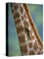 Redbilled Oxpecker, on Giraffe, Kruger National Park, South Africa, Africa-Ann & Steve Toon-Stretched Canvas