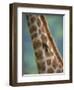 Redbilled Oxpecker, on Giraffe, Kruger National Park, South Africa, Africa-Ann & Steve Toon-Framed Photographic Print