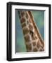 Redbilled Oxpecker, on Giraffe, Kruger National Park, South Africa, Africa-Ann & Steve Toon-Framed Photographic Print