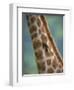 Redbilled Oxpecker, on Giraffe, Kruger National Park, South Africa, Africa-Ann & Steve Toon-Framed Photographic Print