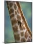 Redbilled Oxpecker, on Giraffe, Kruger National Park, South Africa, Africa-Ann & Steve Toon-Mounted Photographic Print