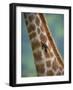 Redbilled Oxpecker, on Giraffe, Kruger National Park, South Africa, Africa-Ann & Steve Toon-Framed Photographic Print