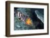 Redbreasted Wrasse-Hal Beral-Framed Photographic Print