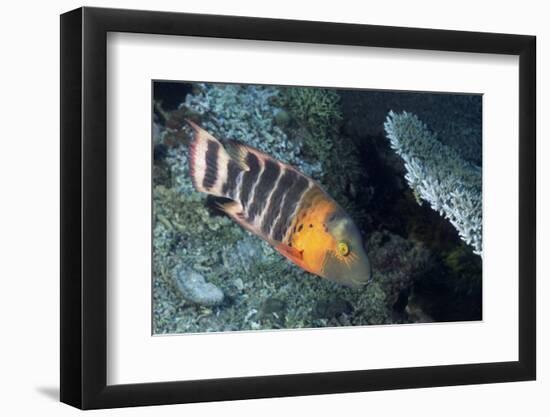 Redbreasted Wrasse-Hal Beral-Framed Photographic Print