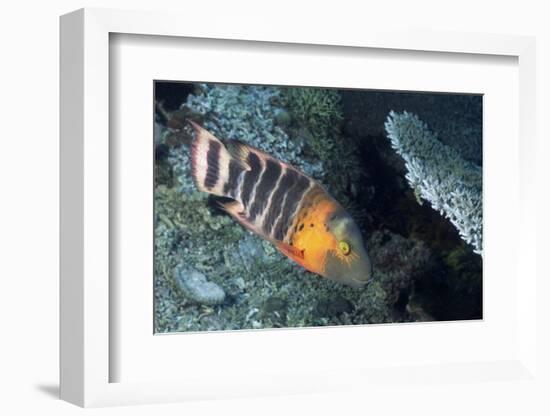 Redbreasted Wrasse-Hal Beral-Framed Photographic Print