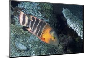 Redbreasted Wrasse-Hal Beral-Mounted Photographic Print