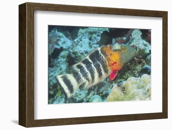 Redbreasted Wrasse-Hal Beral-Framed Photographic Print