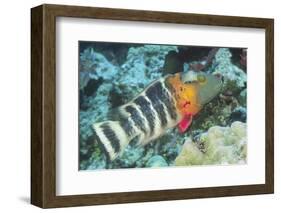 Redbreasted Wrasse-Hal Beral-Framed Photographic Print