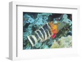 Redbreasted Wrasse-Hal Beral-Framed Photographic Print