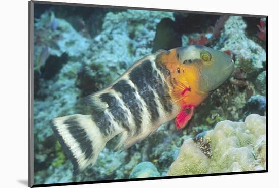 Redbreasted Wrasse-Hal Beral-Mounted Photographic Print