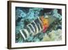 Redbreasted Wrasse-Hal Beral-Framed Photographic Print