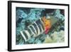 Redbreasted Wrasse-Hal Beral-Framed Photographic Print