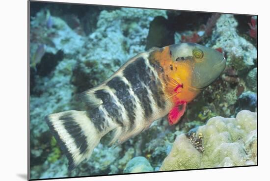 Redbreasted Wrasse-Hal Beral-Mounted Photographic Print