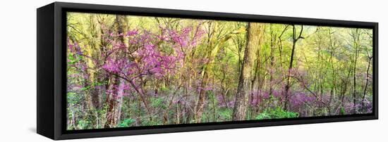 Redbud (Cercis canadensis) trees in a forest, Wayne National Forest, Ohio, USA-null-Framed Stretched Canvas