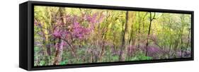 Redbud (Cercis canadensis) trees in a forest, Wayne National Forest, Ohio, USA-null-Framed Stretched Canvas