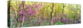 Redbud (Cercis canadensis) trees in a forest, Wayne National Forest, Ohio, USA-null-Stretched Canvas