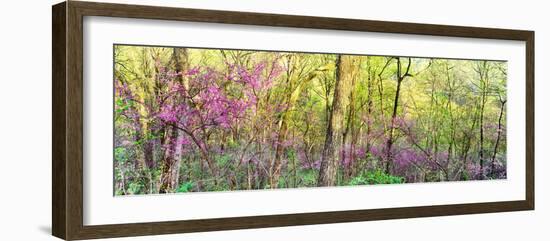 Redbud (Cercis canadensis) trees in a forest, Wayne National Forest, Ohio, USA-null-Framed Photographic Print