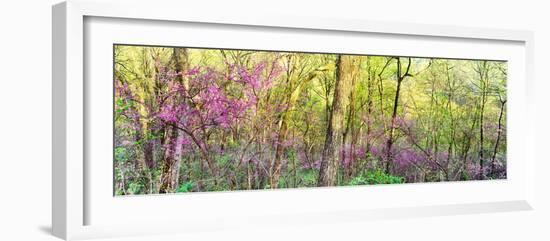 Redbud (Cercis canadensis) trees in a forest, Wayne National Forest, Ohio, USA-null-Framed Photographic Print