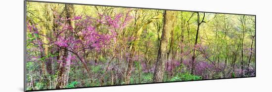 Redbud (Cercis canadensis) trees in a forest, Wayne National Forest, Ohio, USA-null-Mounted Photographic Print