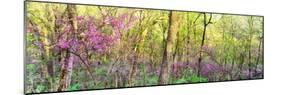 Redbud (Cercis canadensis) trees in a forest, Wayne National Forest, Ohio, USA-null-Mounted Photographic Print