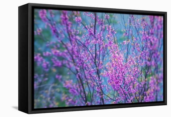 Redbud River Abstract-Vincent James-Framed Stretched Canvas