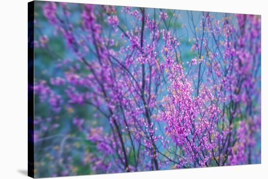 Redbud River Abstract-Vincent James-Stretched Canvas