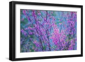 Redbud River Abstract-Vincent James-Framed Photographic Print